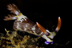 Nembrotha rutilans.  Lembeh Strait, Indonesia.  Canon 20D... by Ross Gudgeon 
